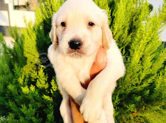 Golden Yavrularııı görsel