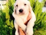 Golden Yavrularııı