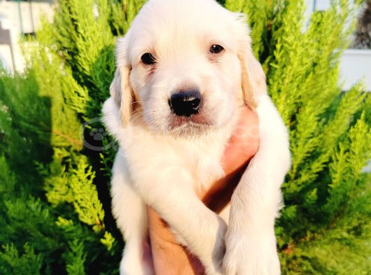 Golden Yavrularııı görsel