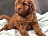 0 Numara Erkek Toy Poodle Yavrumuz