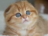 Portakal Rengi Ny24 Scottish Fold
