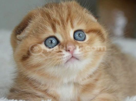 Portakal rengi ny24 scottish fold