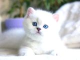 Pamuk Gibi Silver British Shorthair
