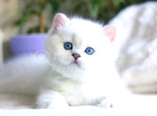 Pamuk Gibi Silver British Shorthair görsel