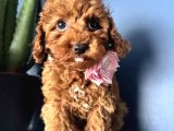Toy Poodle Irkının En Güzeli Mükemmel Yavrular