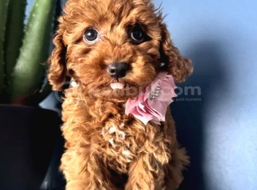 Toy Poodle Irkının En Güzeli Mükemmel Yavrular görsel