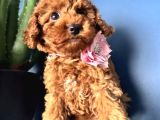 Toy Poodle Irkının En Güzeli Mükemmel Yavrular