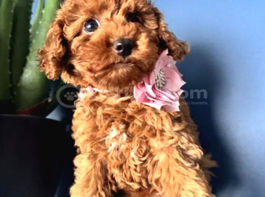 Toy Poodle Irkının En Güzeli Mükemmel Yavrular