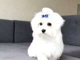 Maltese Terrier Yavru Aşıları Tam Harika Yavrular