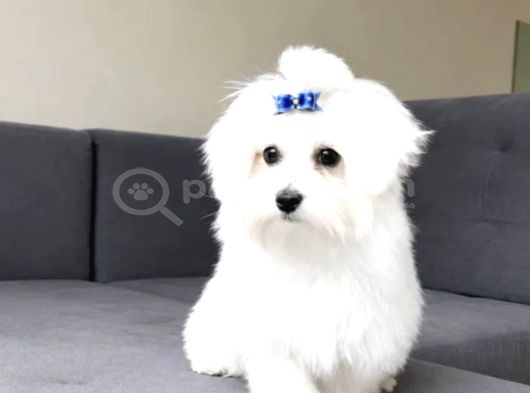 Maltese terrier yavru aşıları tam harika yavrular