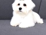 Maltese Terrier Yavru Aşıları Tam Harika Yavrular