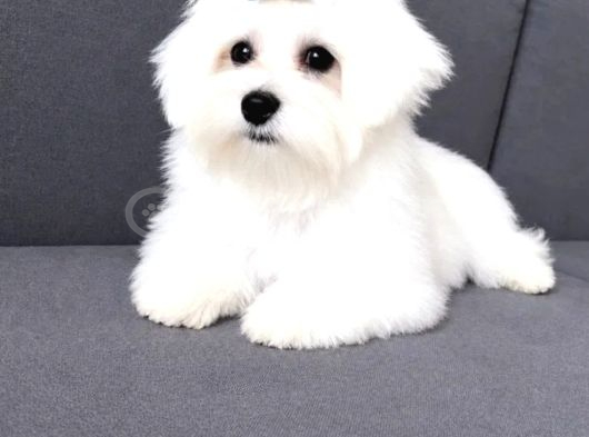 Maltese Terrier Yavru Aşıları Tam Harika Yavrular görsel