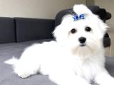 Maltese Terrier Yavru Aşıları Tam Harika Yavrular