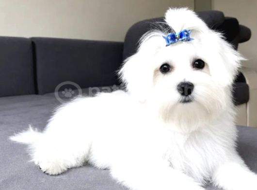 Maltese Terrier Yavru Aşıları Tam Harika Yavrular görsel