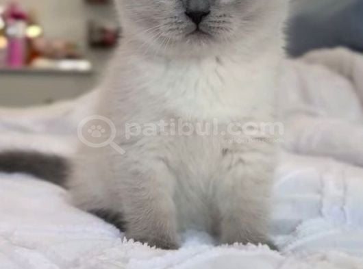 Maviş Bluepoint Scottish Fold