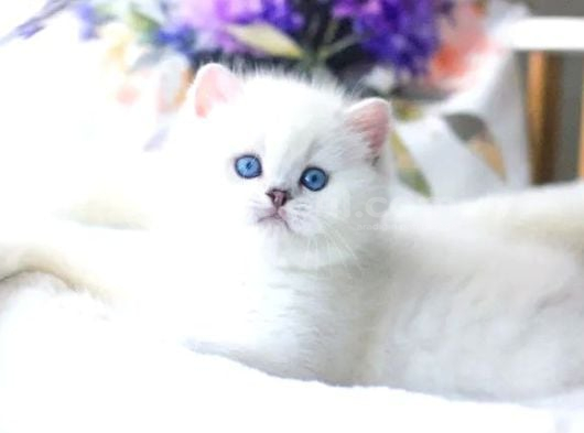 Pamuk Gibi Silver British Shorthair