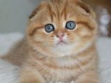 Portakal Rengi Ny24 Scottish Fold
