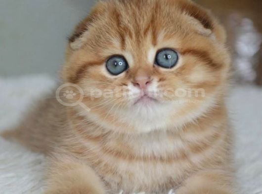 Portakal Rengi Ny24 Scottish Fold görsel