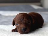 Kore Kan Toy Poodle Yavrulari