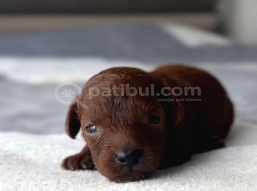 Kore Kan Toy Poodle Yavrulari