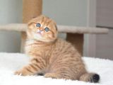 Portakal Rengi Ny24 Scottish Fold