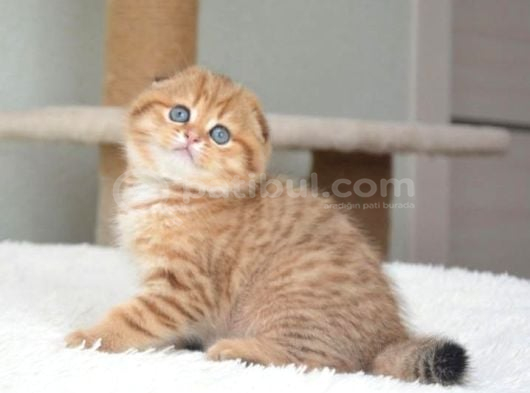 Portakal Rengi Ny24 Scottish Fold görsel