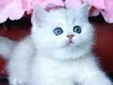 Mavi Göz Ns1133 British Shorthair
