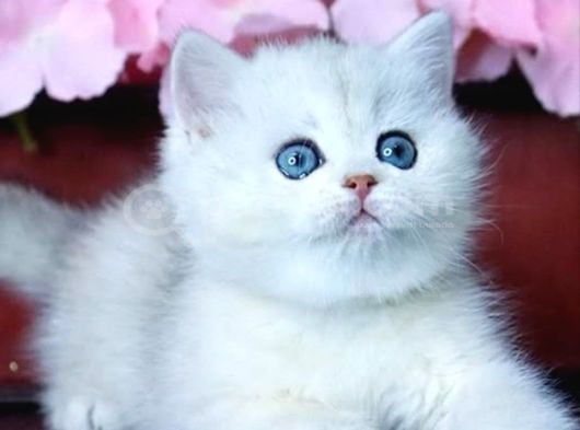 Mavi Göz NS1133 British Shorthair