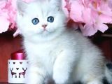 Mavi Göz Ns1133 British Shorthair