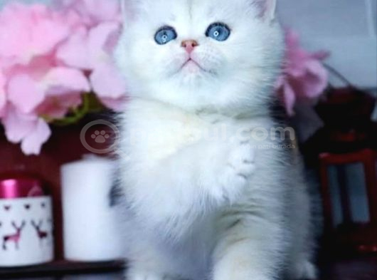 Mavi Göz Ns1133 British Shorthair görsel