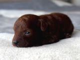 Kore Kan Toy Poodle Yavrulari