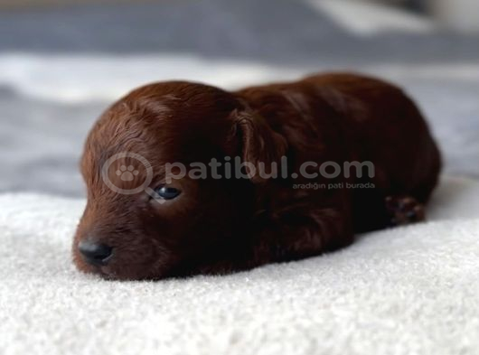Kore Kan Toy Poodle Yavrulari görsel