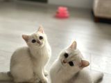 3 aylık british shorthair dişi yavrularım