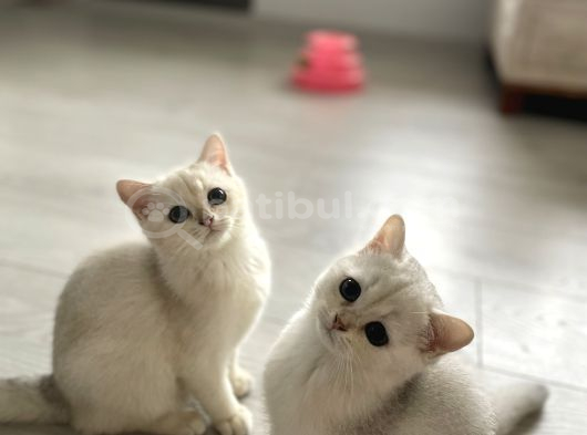 3 Aylık British Shorthair Dişi Yavrularım