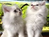 British Longhair Kedilerimi Sahiplendireceğim