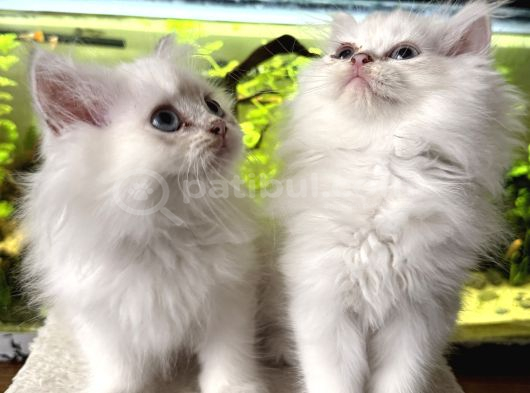 British Longhair Kedilerimi Sahiplendireceğim görsel