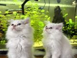 British Longhair Kedilerimi Sahiplendireceğim