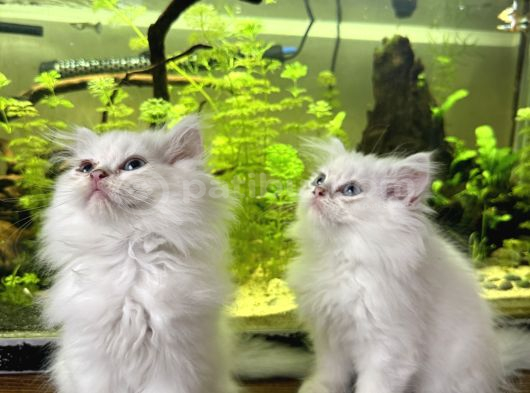 British Longhair Kedilerimi Sahiplendireceğim