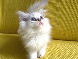 British Longhair Kedilerimi Sahiplendireceğim
