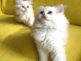 British Longhair Kedilerimi Sahiplendireceğim