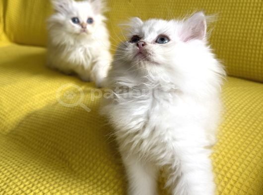 British Longhair Kedilerimi Sahiplendireceğim görsel