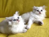 British Longhair Kedilerimi Sahiplendireceğim