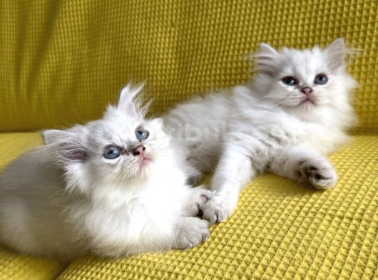 British Longhair Kedilerimi Sahiplendireceğim görsel