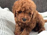 0 Numara Erkek Toy Poodle Yavrumuz