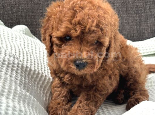 0 Numara Erkek Toy Poodle Yavrumuz görsel