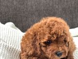 0 Numara Erkek Toy Poodle Yavrumuz