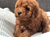 0 Numara Erkek Toy Poodle Yavrumuz