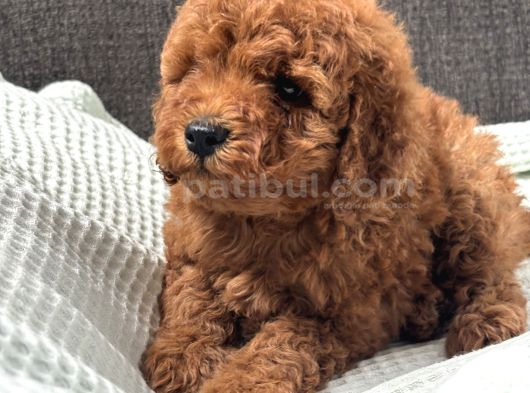 0 Numara Erkek Toy Poodle Yavrumuz görsel
