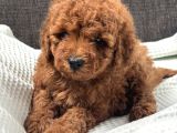 0 Numara Erkek Toy Poodle Yavrumuz