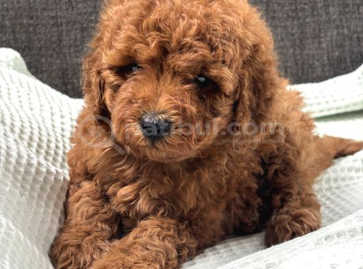 0 Numara Erkek Toy Poodle Yavrumuz görsel